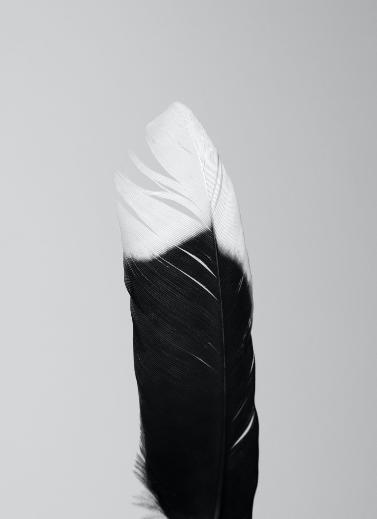 Jannet Serhan - Black and White Feather
